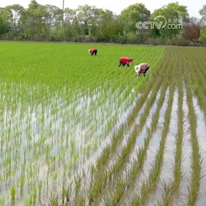 农村自留山最新政策，推动农业现代化与乡村振兴的新动力